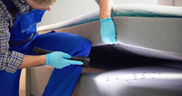 Best Ant Control Services  in Roman Forest, TX