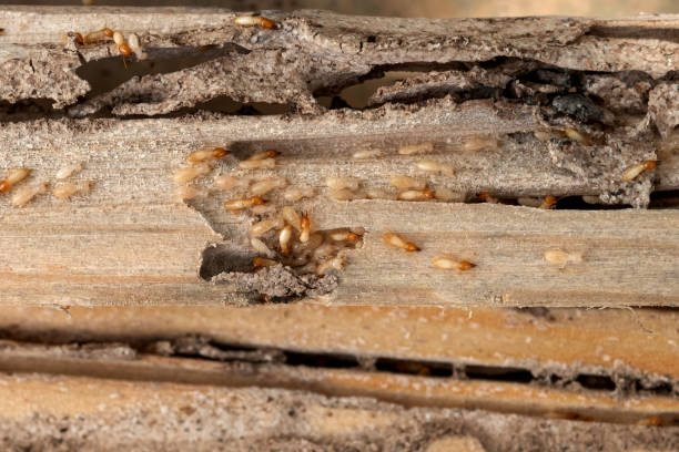 Best Pest Prevention Services  in Roman Forest, TX