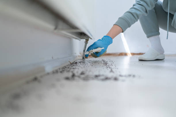 Trusted Roman Forest, TX Pest Control Experts