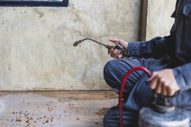 Best Termite Control Services  in Roman Forest, TX